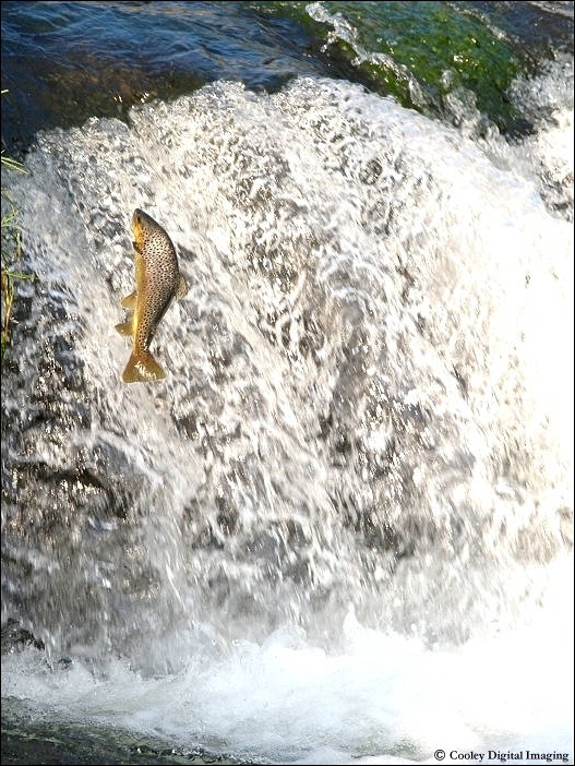 trophy brown trout dry run creek norfork arkansas