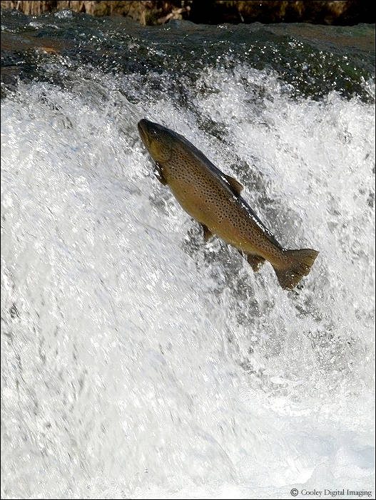 brown trout dry run creek norfork arkansas