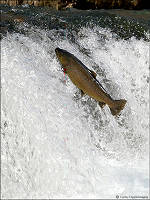 brown trout 10