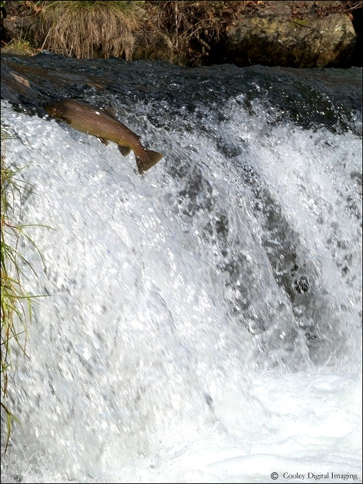 brown trout leaping dry run creek falls