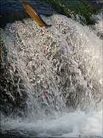 Dry Run Creek brown trout norfork 13