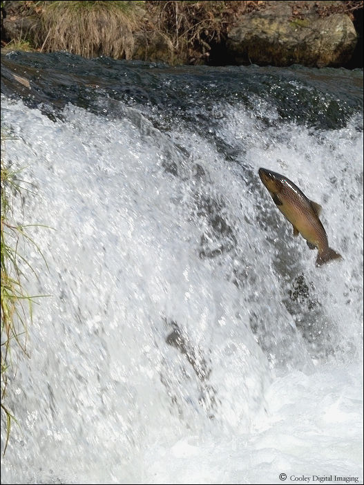 brown trout fishing for kids dry run creek norfork ark