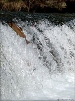 brown trout 15 dry run creek water fall