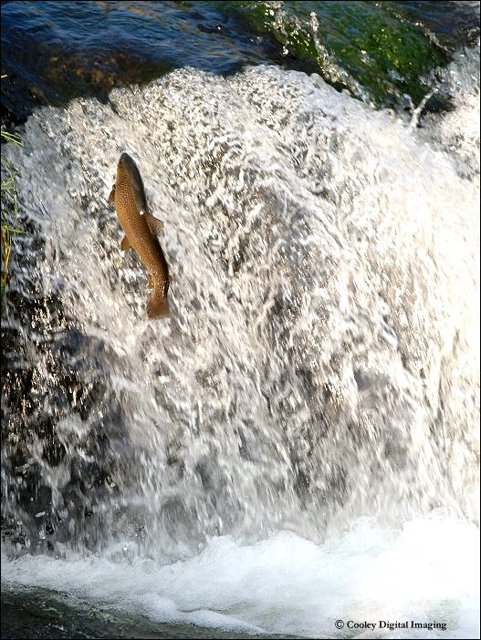 arkansas brown trout dry run creek norfork arkansas