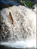 brown trout 2