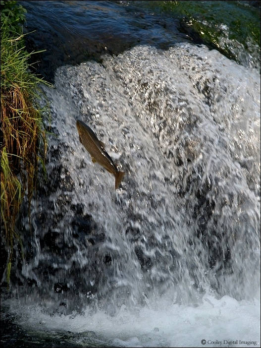 dry run creek norfork arkansas trout