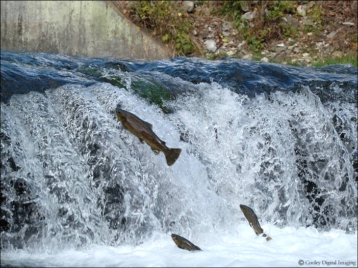 brown trout leaps dry run creek falls