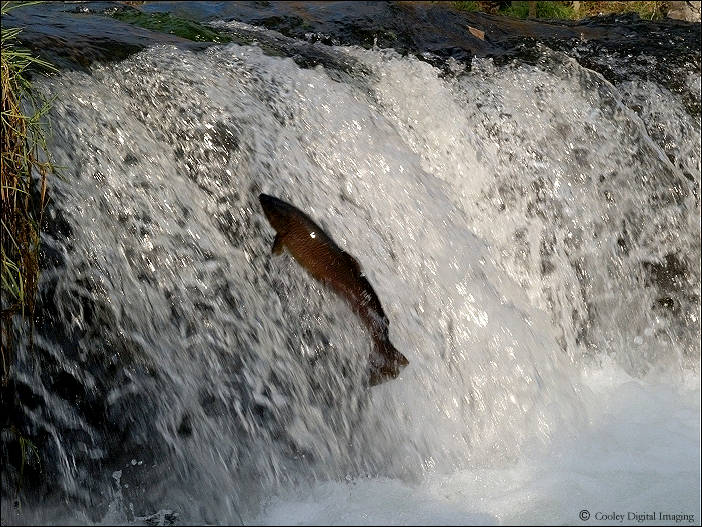 trophy brown trout dry run creek