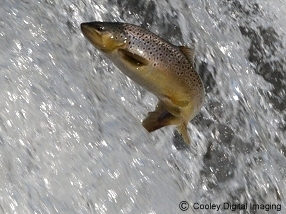 flying brown trout