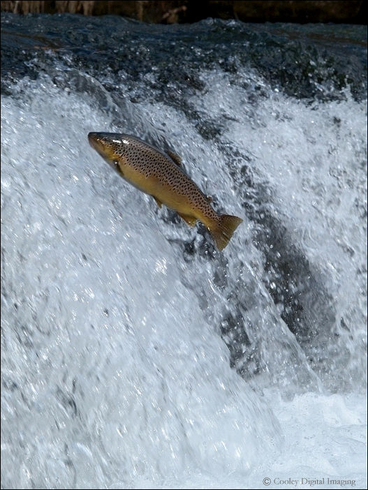 brown trout dry run creek