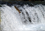 high jumping trout 10