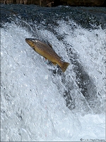 high trout jump 1