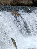 high trout jump 2