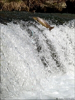 high trout jump 3