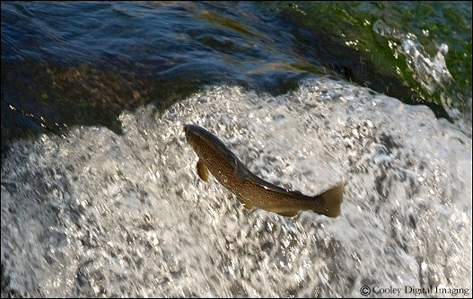 fly fishing for children dry run creek Norfork Hatchery