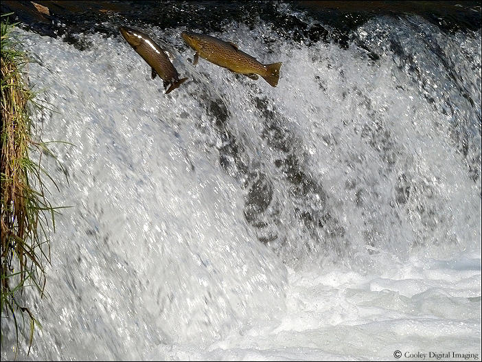 trout dry run creek norfork dam