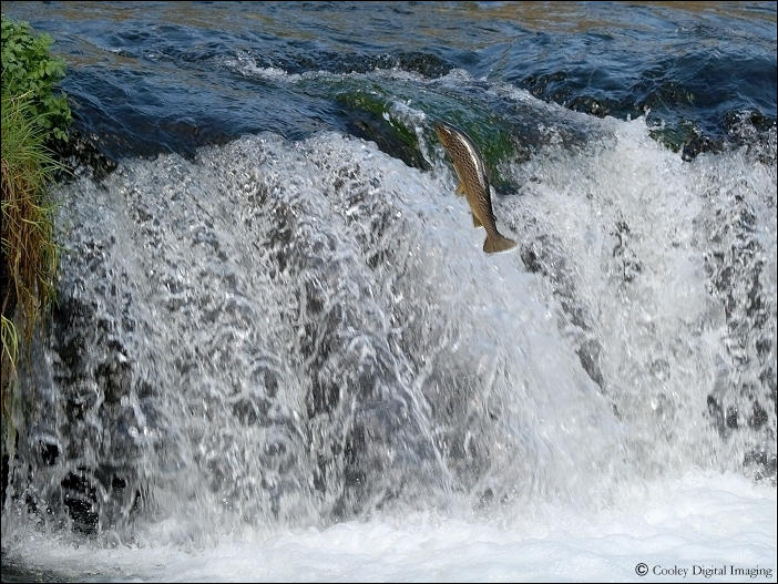 trophy trout dry run creek norfork dam