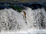high jumping trout 7