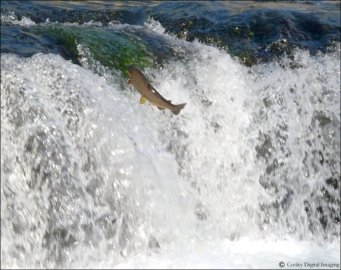 brown trout leaping falls at dry run creek