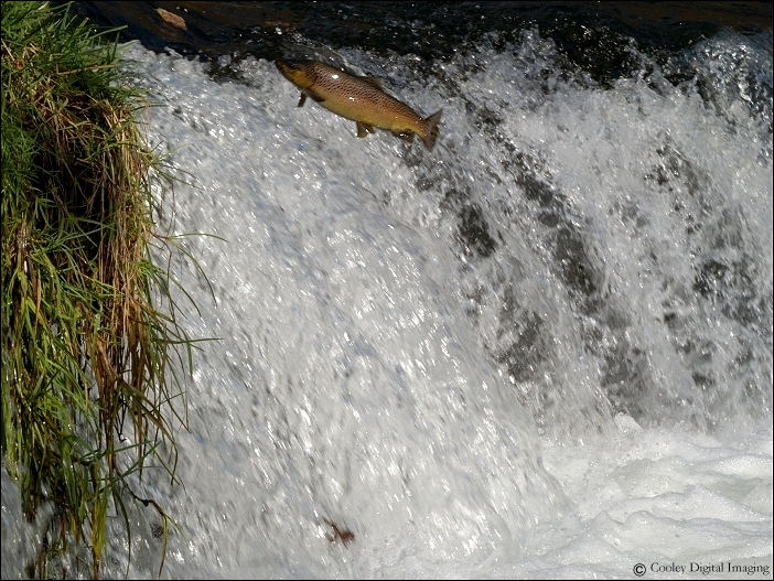 trophy brown trout arkansas white river