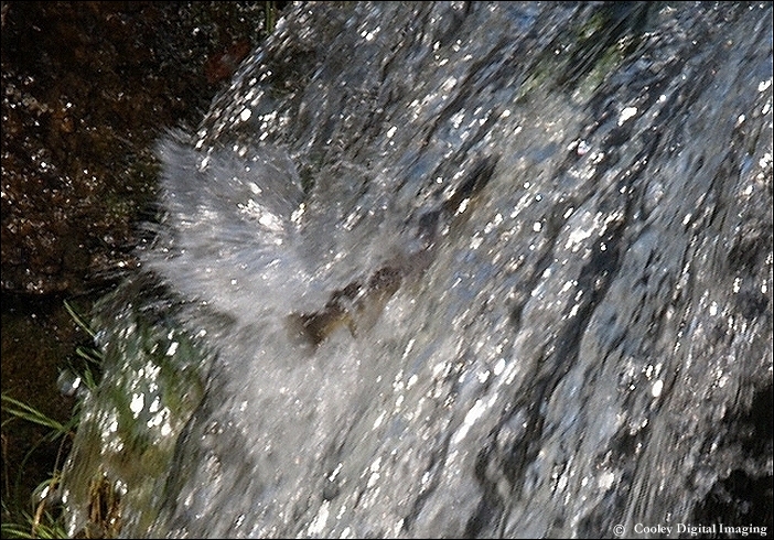 trout swimming dry run creek norfork hatchery