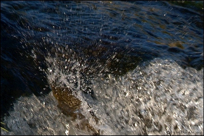 splashing trout dry run creek arkansas