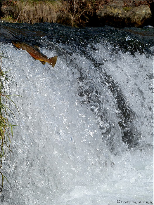 dry run creek norfork national trout hatchery