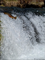 trout jumping 13