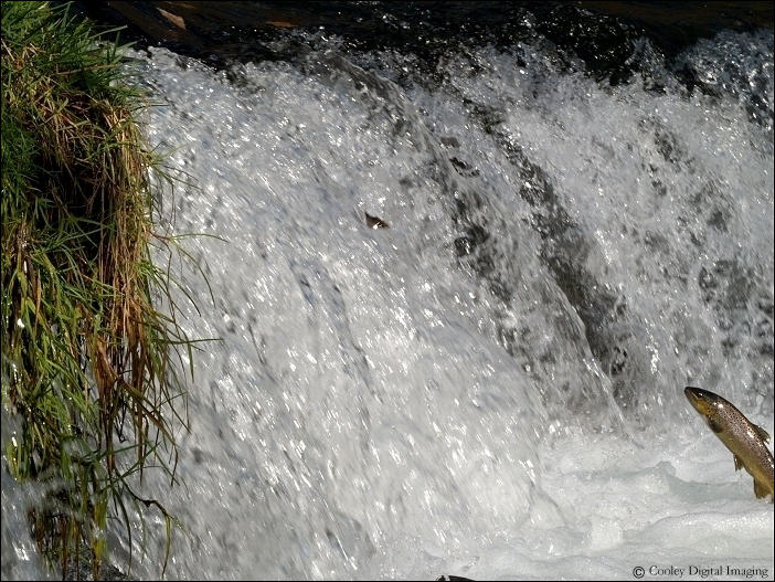 dry run creek norfork trout hatchery