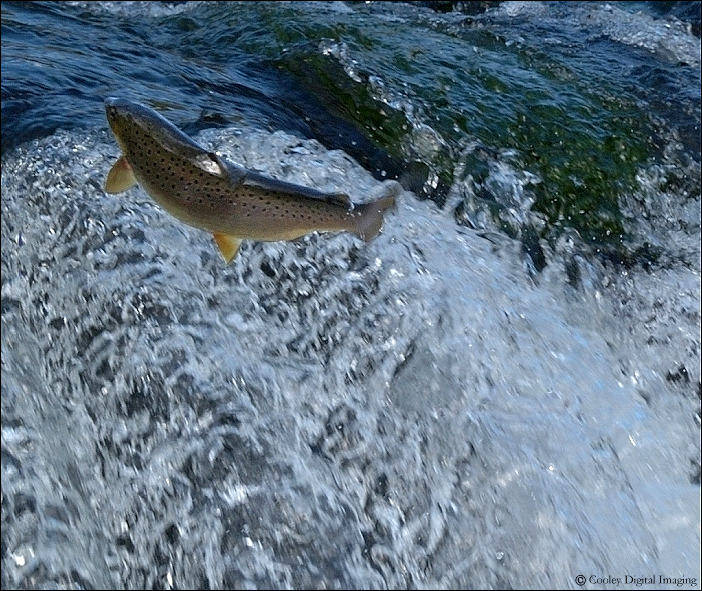 trophy brown trout dry run creek norfork hatchery