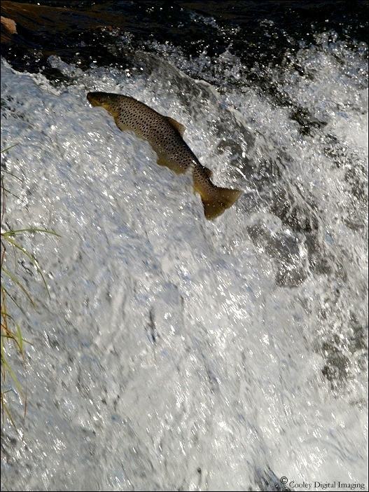 arkansas white river trout fishing