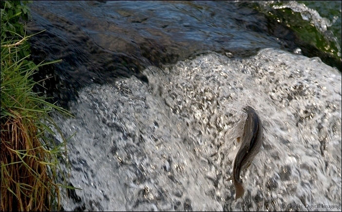 dry run creek norfork, arkansas
