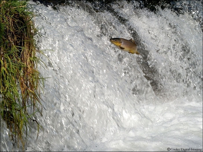 trout dry run creek norfork fish hatchery