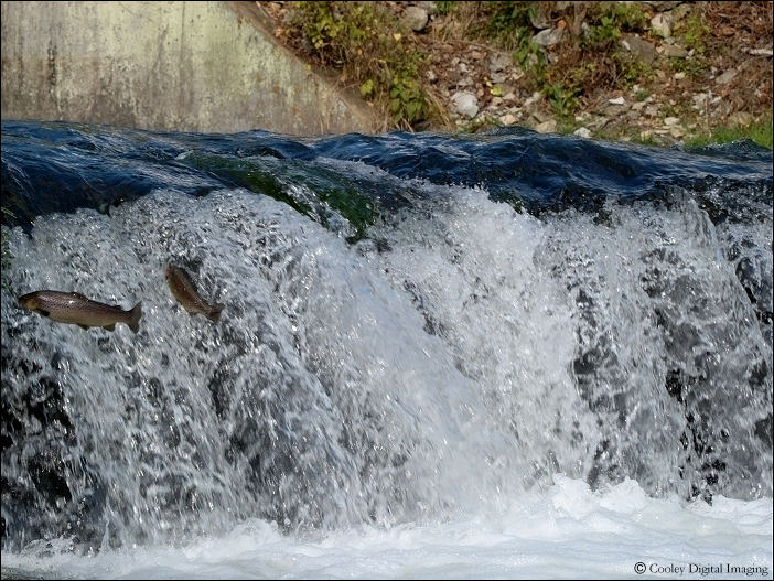 Falls at dry run creek norfork natl fish hatchery