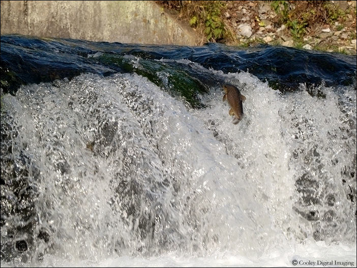 White River arkansas brown trout