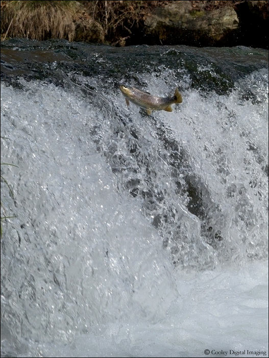 dry run creek waterfall norfork dam