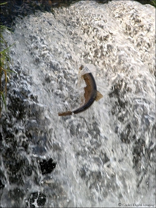 brown trout norfork dam dry run creek