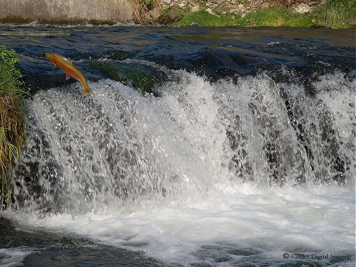 Dry Run Creek Norfork Arkansas rainbow trout