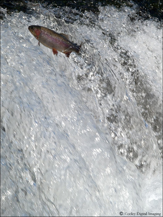 rainbow trout dry run creek norfork arkansas