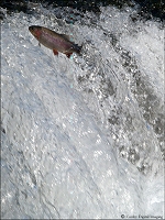 big rainbow trout 12 dry run creek norfork fish hatchery