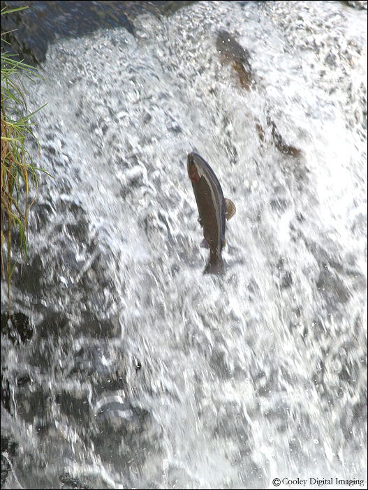 dry run creek big rainbow trout