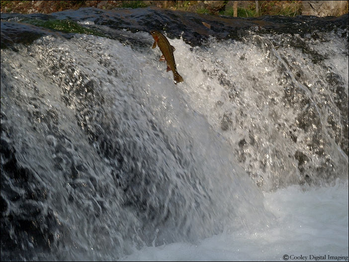 rainbow trout leaping falls at dry run creek