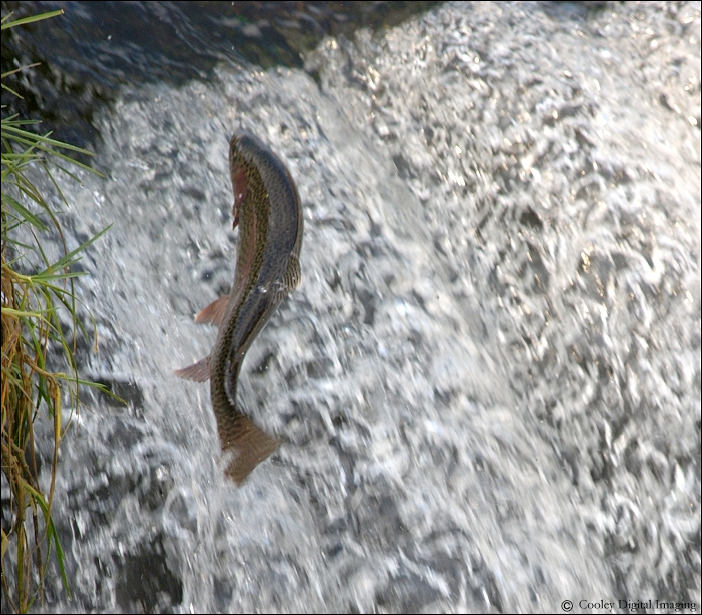 dry run creek rainbow trout