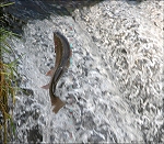 big rainbow trout 10 North Fork River dry run creek