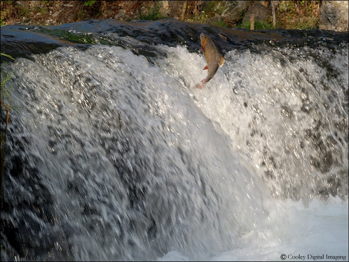 leaping rainbow trout dry run creek falls norfork