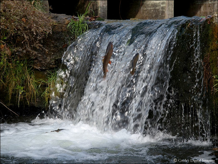 dry run creek waterfall norfork arkansas